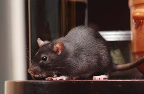 Избавим от крыс и мышей - служба Дератизации в Петропавловске-Камчатском