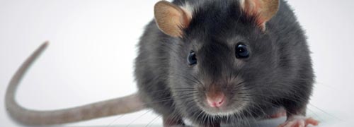 Как избавиться от крыс и мышей - Служба Дезинфекции, Дезинсекции, Дератизации, Дезодорации на Камчатке