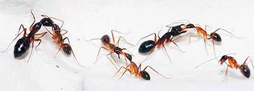 Как избавиться от муравьев - Служба Дезинфекции, Дезинсекции, Дератизации, Дезодорации на Камчатке
